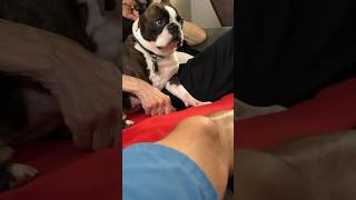 Boston Terrier Keeps His Grieving Grandma Company