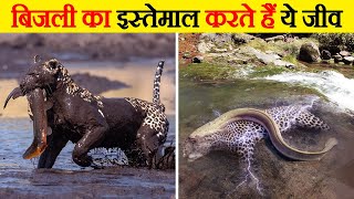 बिजली का इस्तेमाल करते हैं ये जीव | Most Amazing Animals who Actually Use Electricity