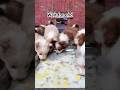POV ड्यूटी से आते ही इन्होंने मेरा क्या हाल कर दिया 🐶 #shortsfeed #dog #pets #viral #shorts