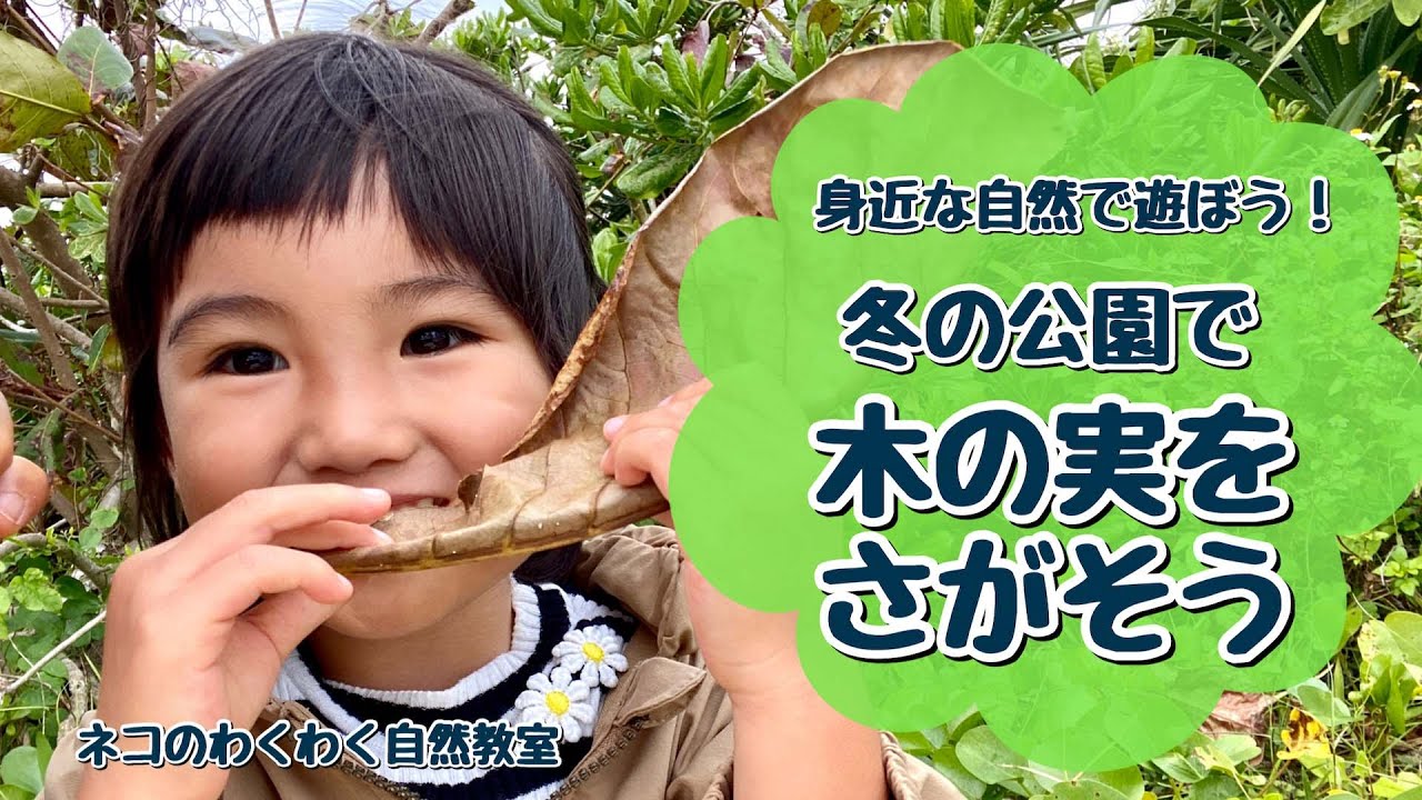 沖縄の冬の公園で 木の実を探して遊ぶアイデア 3歳娘と紹介する自然遊び Youtube