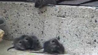 ヌートリアの赤ちゃん1 Coypu Baby Part1 ヌートリアの赤ちゃん1 Coypu Baby Part1