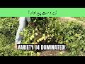 Tomato Variety 14 🍅 | Massive Yield Results | زبردست ٹماٹر پیداوار