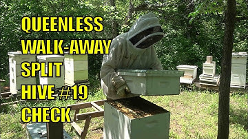 Beekeeping: Hive #19 Walk Away Split Queenless Hive Check