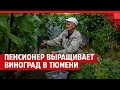 Пенсионер 11 лет выращивает виноград в Тюмени