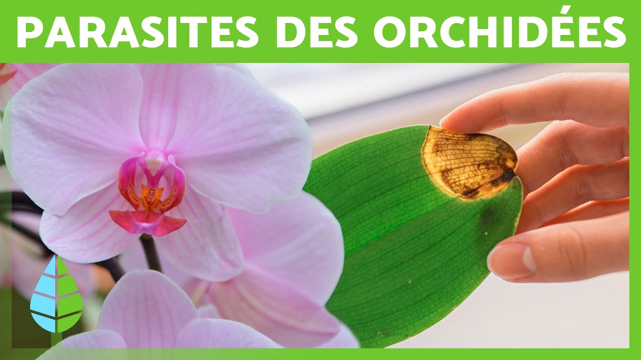 7 MALADIES COURANTES DES ORCHIDÉES 🌸 (Entretien des orchidées) - YouTube