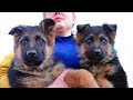 ЩЕНКИ НЕМЕЦКОЙ ОВЧАРКИ от Алана For sale puppies German shepherd Odessa.