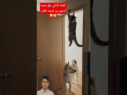 الكلب الغيور صاد القط في دغادغه 
