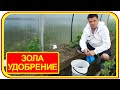 Зола как удобрение своими руками? Подкормка для томатов древесной золой.