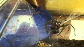 Funnel-Web Grass Spider Feeding