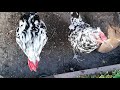 Выращиваем здоровых курочек. Decorative chickens of dwarf breeds.