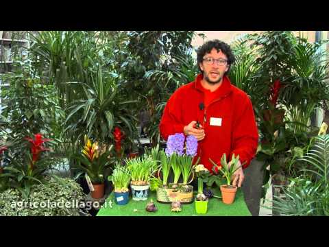 Video: Bulbi di fiori di giacinto - Informazioni e cura dei giacinti forzati