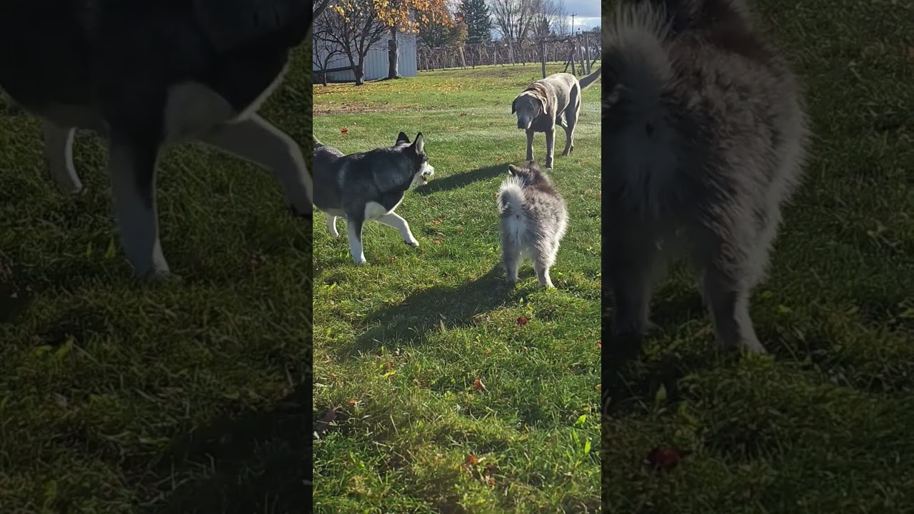 big dog energy. (pocket-sized bodies) 