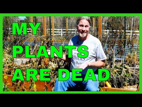 Video: Oplysninger om redning af kuldeskadede planter