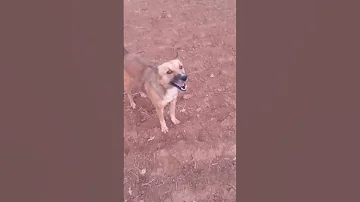 شاهد طريقه نباح كلب 