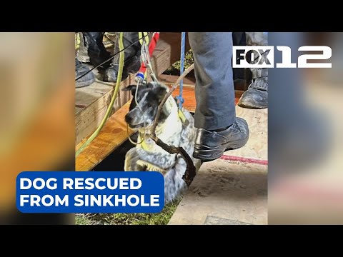 Video: Pet Scoop: Rescue Dog Falls di Sinkhole 50-Foot, Petugas Menyelamatkan Heron yang Terluka