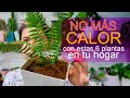 Plantas de interior que REFRESCARÁN tu hogar