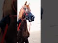 الخيل العربي الاصيل لا تنسو الاشتراك في القناه