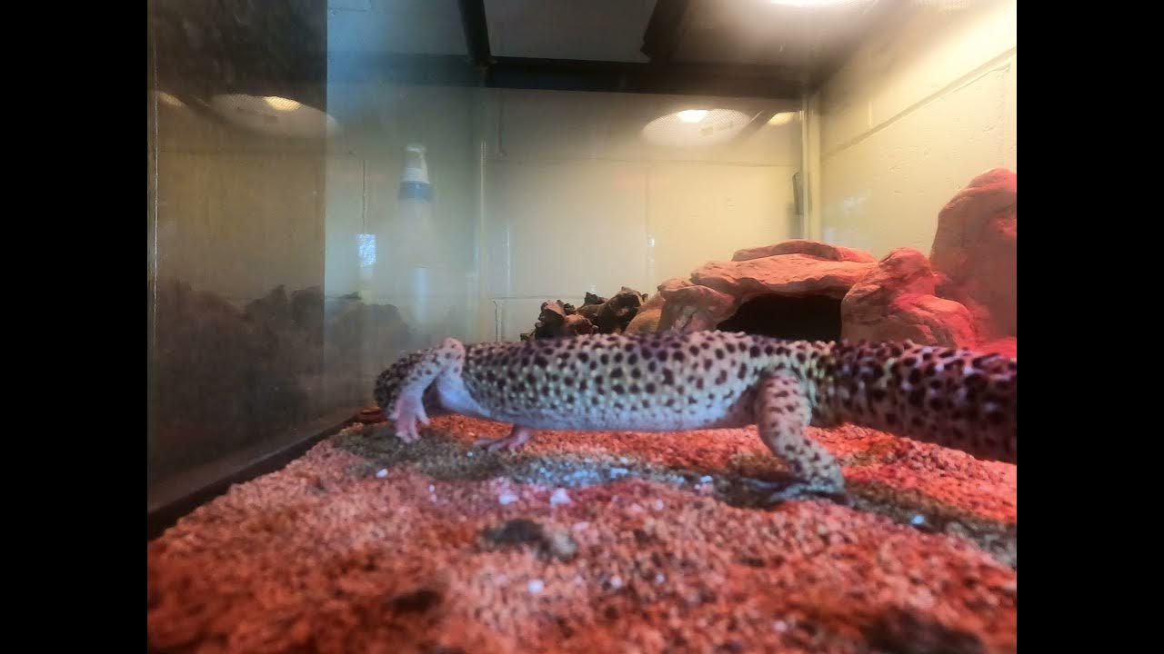 Leopard Gecko cricket hunt and feast Part 2 YouTube