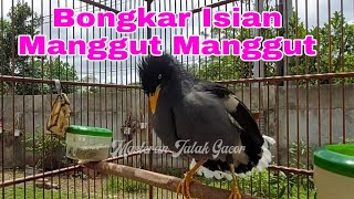 Download Lagu Masteran Jalak Kebo Full Isian - Jalak Kebo gacor Manggut - Manggut MP3