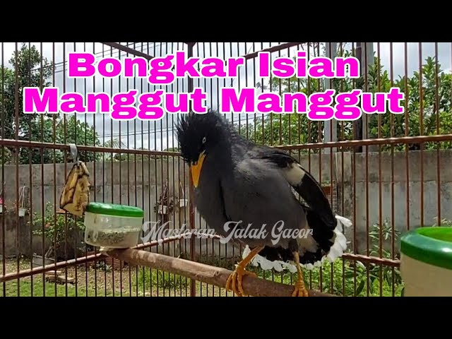 Masteran Jalak Kebo Full Isian - Jalak Kebo gacor Manggut - Manggut class=