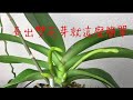 養蝴蝶蘭掌握好這幾點，長出雙花芽並不難-How I Get multiple spikes