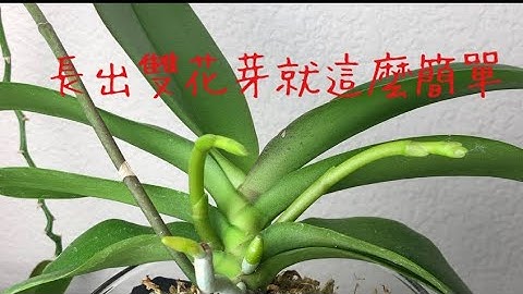 养蝴蝶兰掌握好这几点，长出双花芽并不难-How I Get multiple spikes - 天天要闻