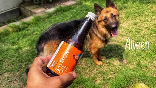 Drools Salmon oil for your German Shepherd | 1 year 7 months old (Alveen)