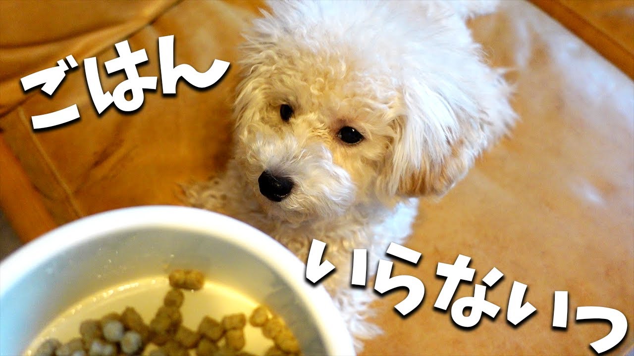 【悲報】食いしん坊の子犬がご飯を食べなくなった【トイプードル】 YouTube