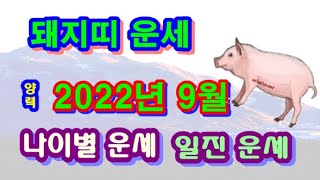 9월 돼지띠 운세 - 2022년 9월 임인년 기유월 띠별 일진 사주 운세보기