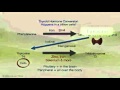 6 Essential Steps to Feeling Thyroid Healthy (Part 2 of 2)