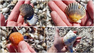 Virtual Shelling on Long Island, NY - Colorful Scallops abound!