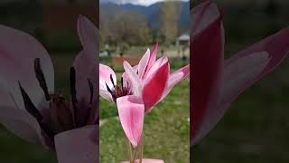 Wild Tulips
