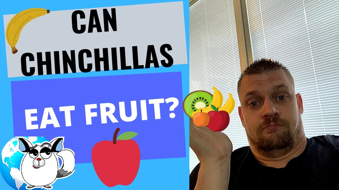 Can Chinchilla Eat Bananas