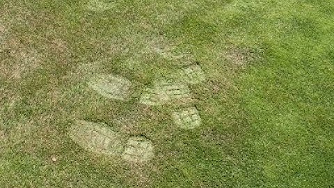 Blender Grass Footprints Tutorial | Blender 2.93 Tutorial | Blender Beginner Tutorial