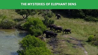 The Mysteries of Elephant Dens
