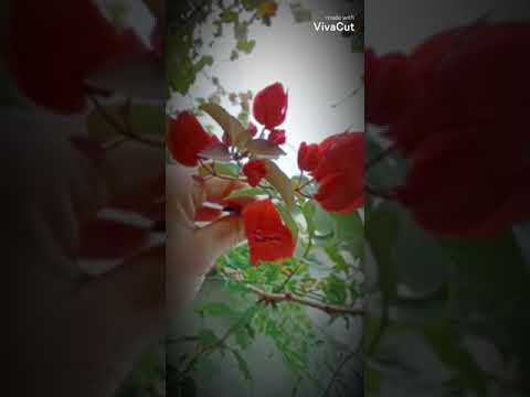 أجمل الورود صباح ورد جوري زهور صباح صباح الورد ورد جوري احمر ورود صباحيات زهرة