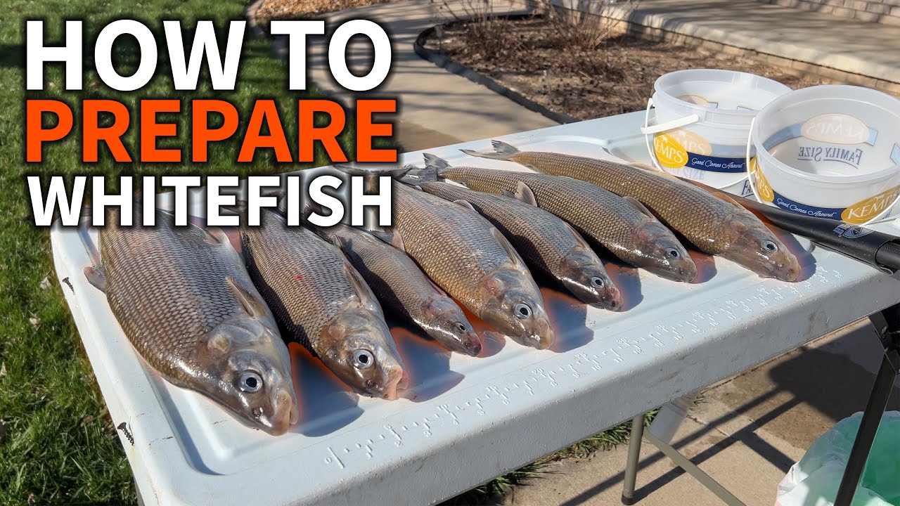 How I Fillet Whitefish for Smoking & Tacos (2 Different Methods)