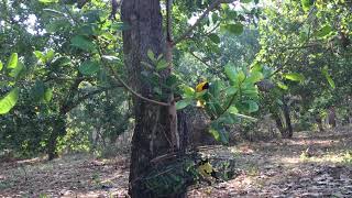 Chim vàng anh - chiến binh thép tập 9 [ phần 1]