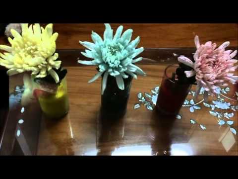 Video Thí nghiệm Hô biến hoa cúc trắng đổi màu - youtube