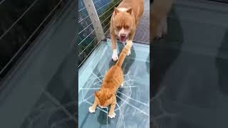 So Funny viral trending short