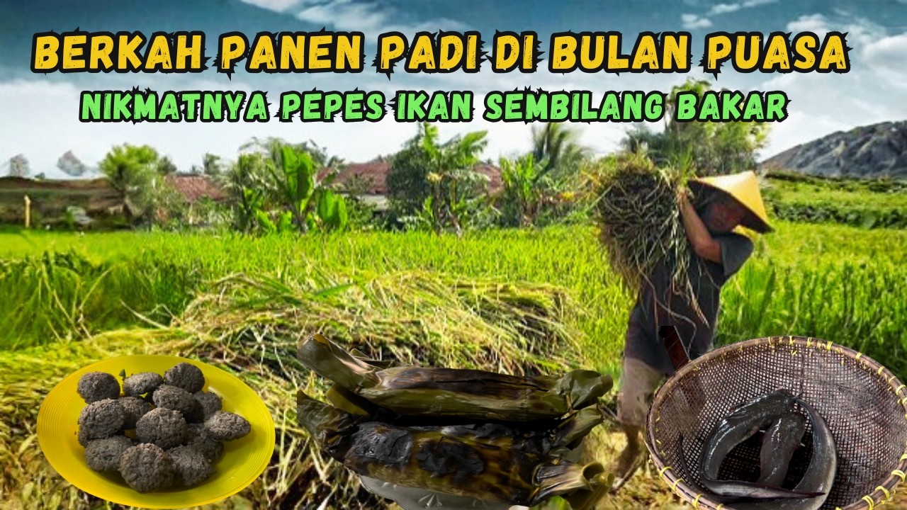 Panen Padi di Sawah....Bakar Pepes Ikan Sembilang, Goreng Jengkol dan Goreng Belenyik