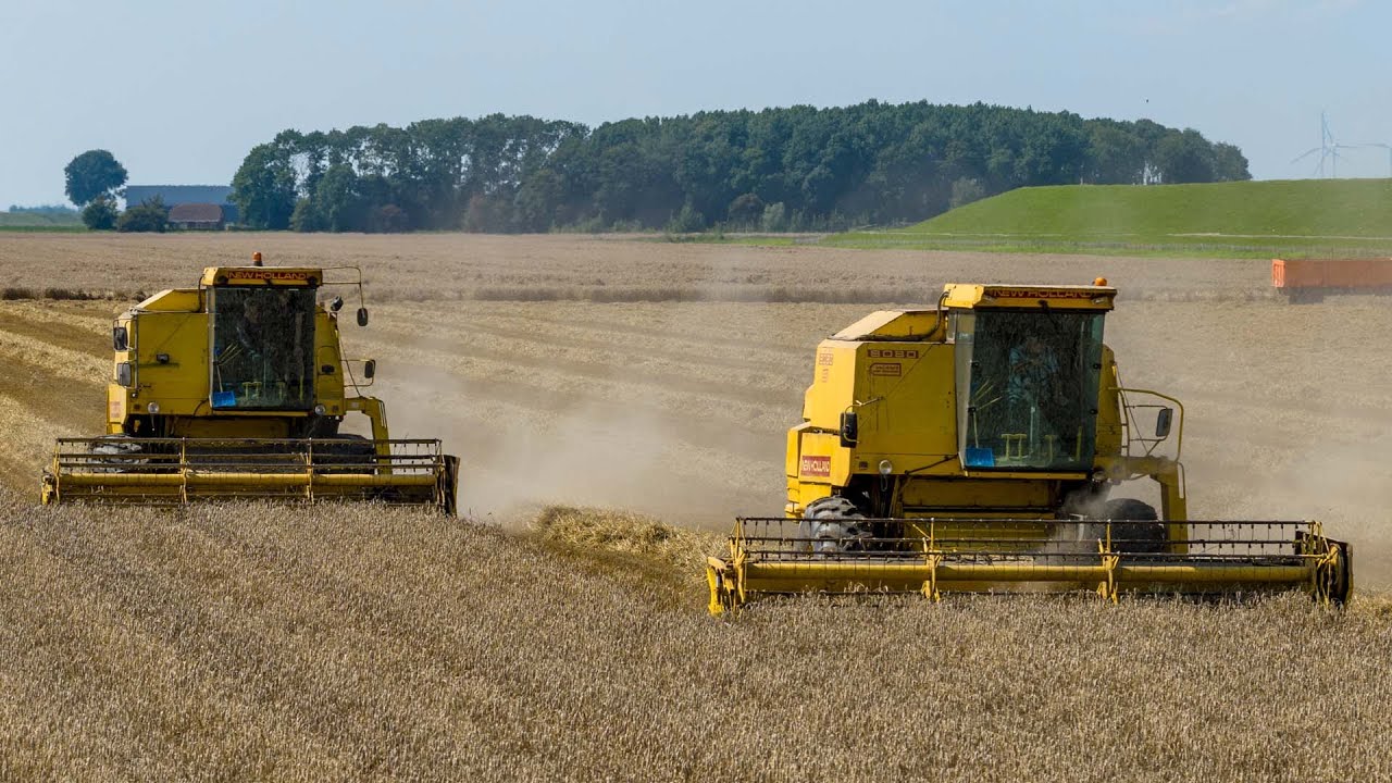 The best combine ever build? | 2x New Holland Clayson 8080 | Classic wheat harvest