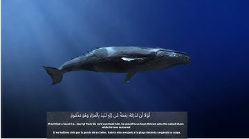 تلاوة هادئة  تأخذك الى عالم آخر للقارئ سالم الرويلي