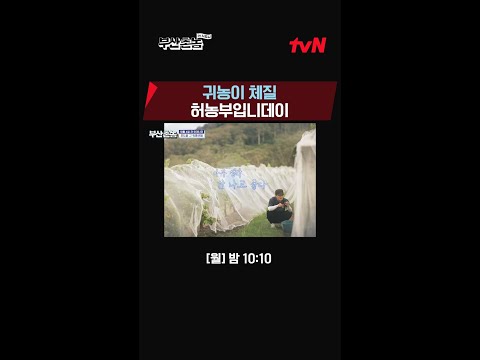 <strong>투잡</strong> 뛰는 허농부의 수확일기🎑 #부산촌놈in시드니 EP.7
