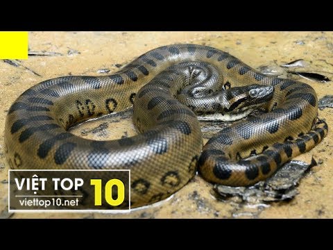 trăn khổng lồ 2 Top 5 Con Trăn Lớn Nhất Thế Giới Được Phát Hiện