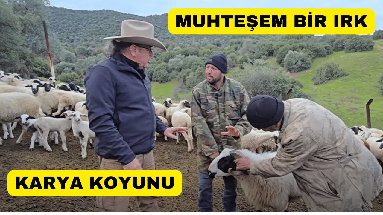 Я ОТКРОЙЛ ЕЩЁ ОДНУ ПОРОДУ ОВЕЦ! ОВЦЫ КАРИИ!