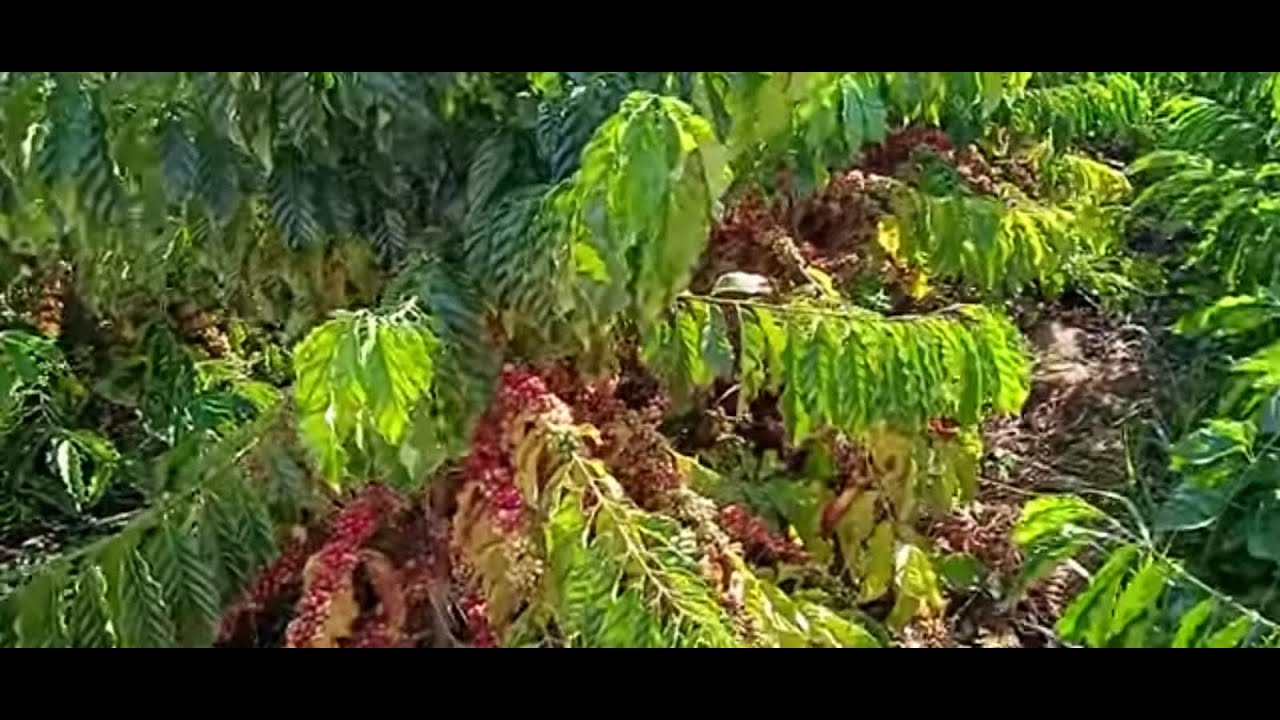 Clone R6 de Rondônia, desenvolvimento no sul do Espírito Santo - YouTube