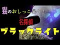【オシッコ発見器】ブラックライトですべて解決！【8匹のメインクーンとの奮闘記】第215回猫ラジ　毎週土曜早朝3:00から猫ラジ生配信中！