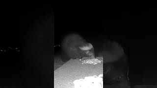 Barney Thought It Was Too Cold To Waste Time Opening Peanuts