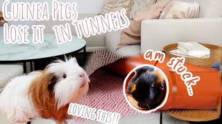 Building the Longest Guinea Pig Tunnel in My Living Room